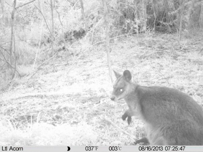 Swamp Wallaby (Wallabia bicolour) needs protection