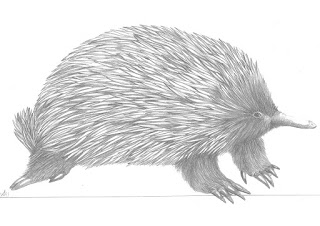 Tambo Bluff Community Newsletter - First Edition