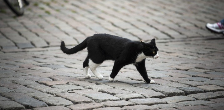 Keep your cat (and wildlife) safe