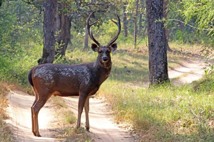 Sambar Deer at Tambo Bluff