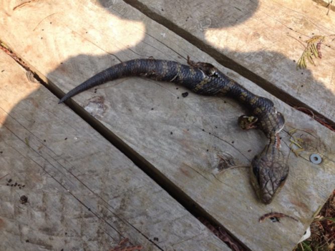 Local widlife losses