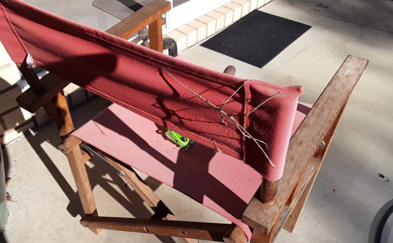 Absolute unit of a Stick Insect