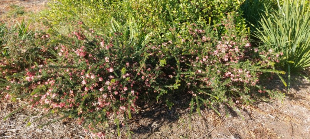 Would Look Good in Home Gardens