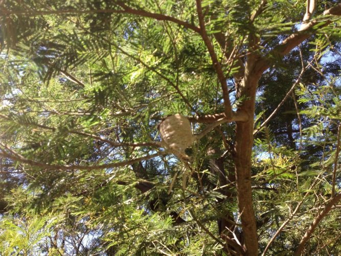 The quick and inquisitive