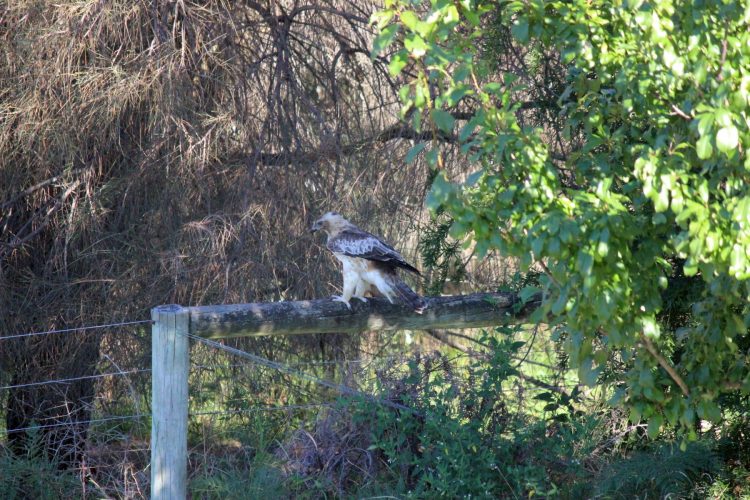 Backyard Birds Eye View on Tambo Bluff