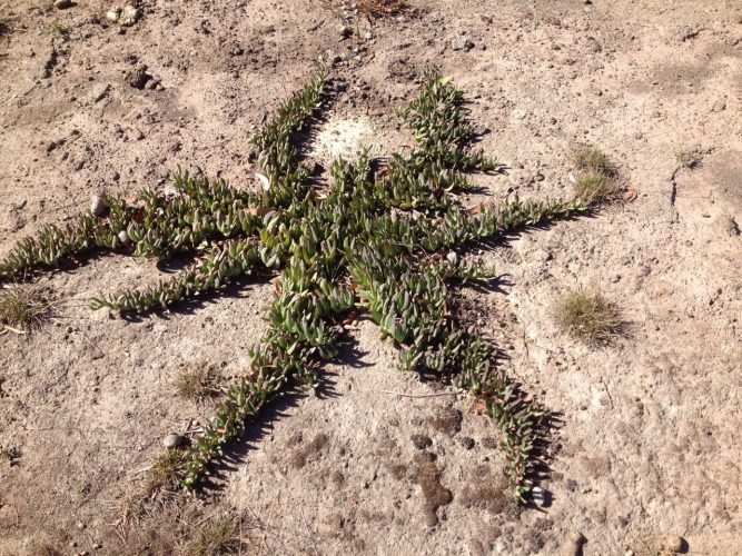 Nature's wonder on Tambo Bluff