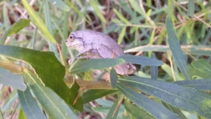 Plant and they will come