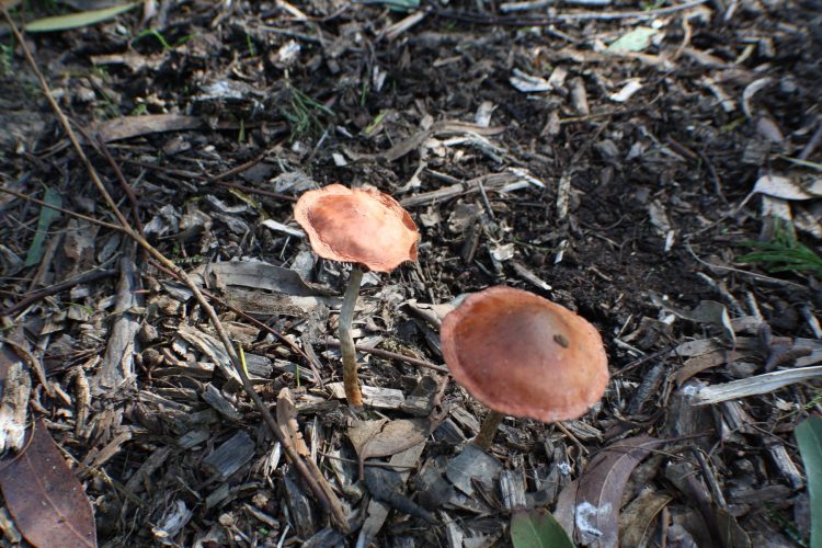 Fabulous funky fungi