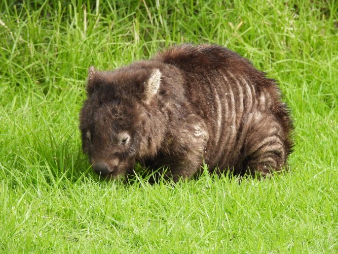 Wombat mange woes