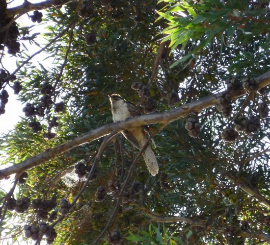 New baby on the Bluff