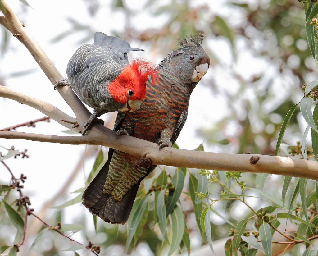 Gang-gang cockatoo photo: Andrew Silcocks