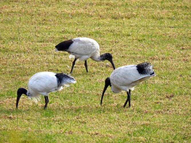 Happy hunting ground