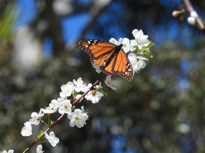 Monarch Butterfly on Happy Wanderer