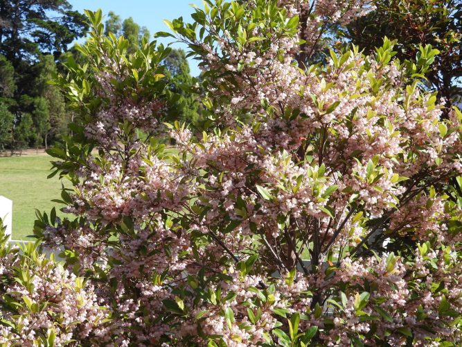 Try this one - Elaeocarpus reticulatus (Blueberry Ash)