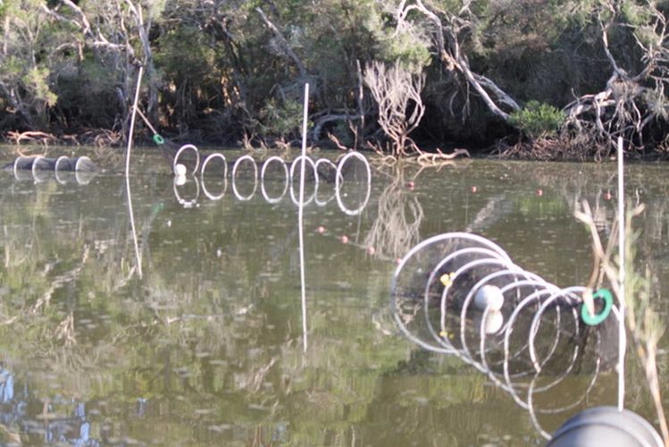 Protecting Tambo Bluff's natural assets