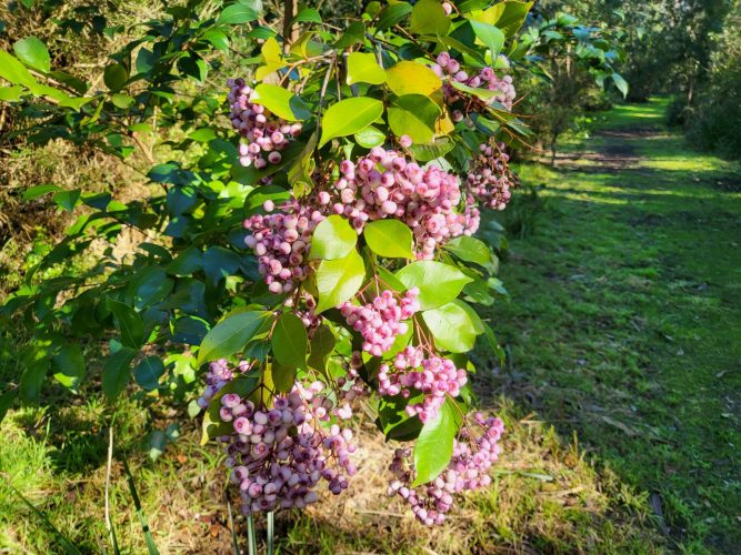 A burst of winter colour