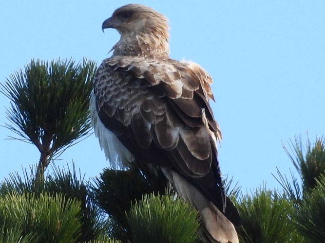 Tambo Bluff territory tussle