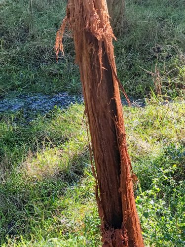 Ongoing Deer damage